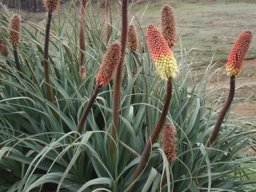 Kniphofia caulescens leaves